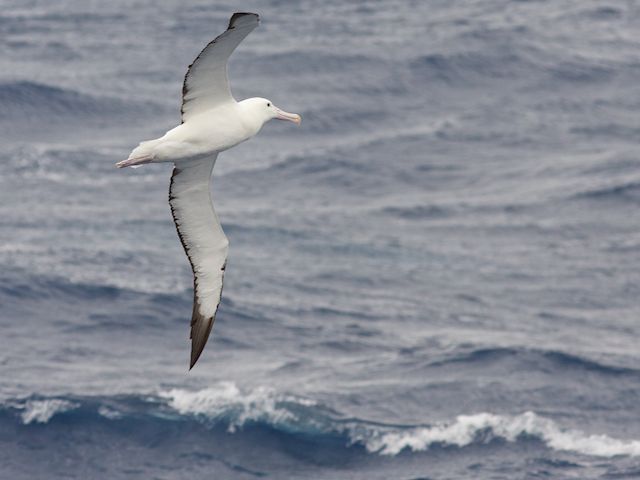 09Jan_Pict2_Royal Albatros.jpg